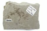 Fossil Insect (Crane Flies, Crickets, & Beetle) Plate - Utah #377101-1